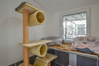 established cattery with beautiful - 2