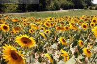 campsite montauban - 2