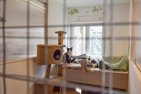 established cattery with beautiful - 1