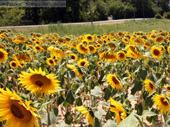 campsite montauban for sale