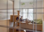 established cattery with beautiful
